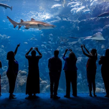 Florida Aquarium 1