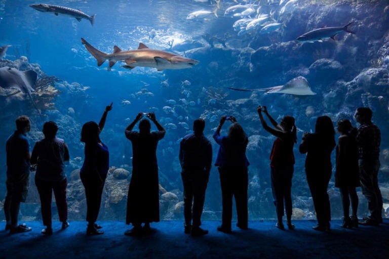Florida Aquarium 1