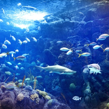 Coral Reef Gallery at The Florida Aquarium