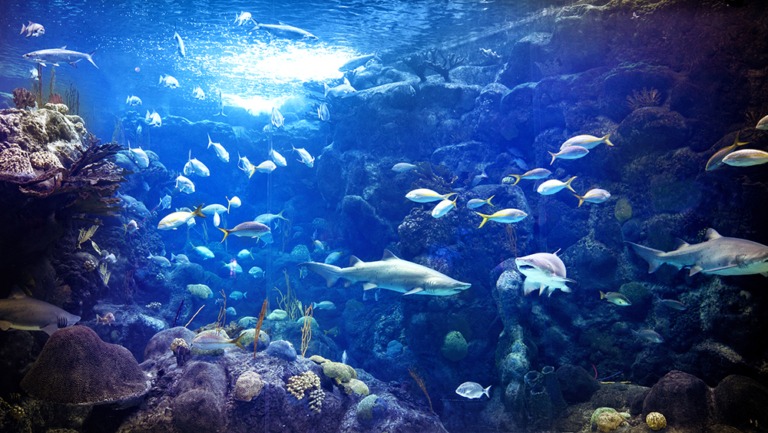Coral Reef Gallery at The Florida Aquarium