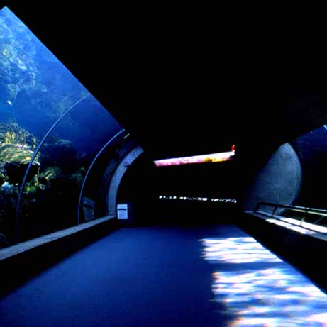 _Florida Aquarium 8 copia