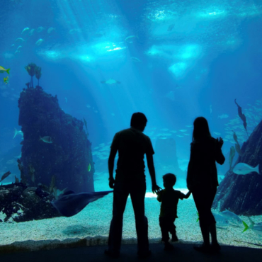 aquarium-family-4786895Large