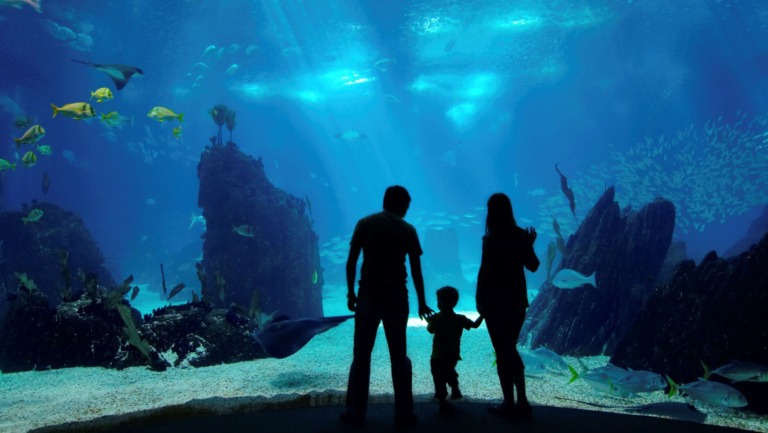 aquarium-family-4786895Large
