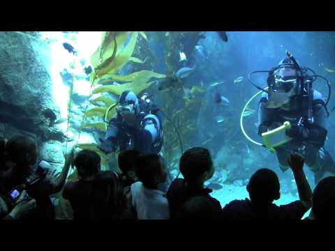 04-CSC Eco-Kelp-Divers